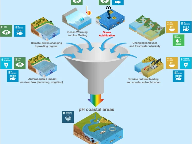 Proponen más sinergias entre Objetivos de Desarrollo Sustentable para abordar la acidificación en zonas costeras