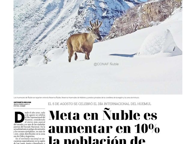 Meta en Ñuble es aumentar en 10% la población de huemules en un periodo de 12 años