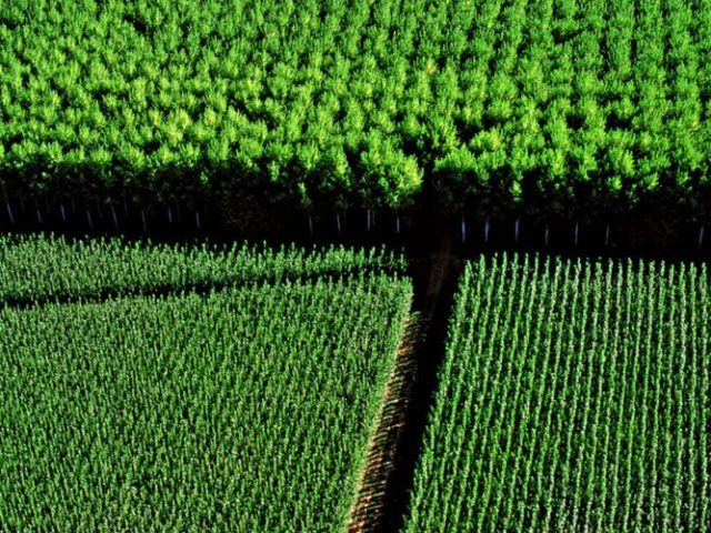 Monocultivos: realidad e impacto de plantaciones que dominan paisajes del Biobío