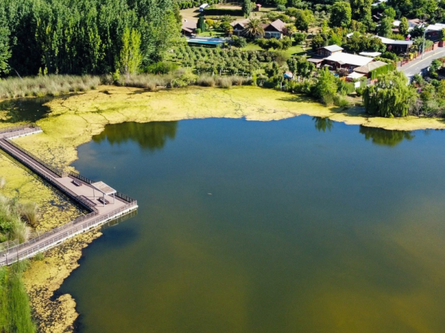 Bloom de algas afecta a laguna Rayenatú en Santa Juana