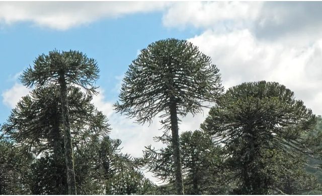 El gigante milenario de los bosques de Biobío sobrevive a incendios y al cambio climático