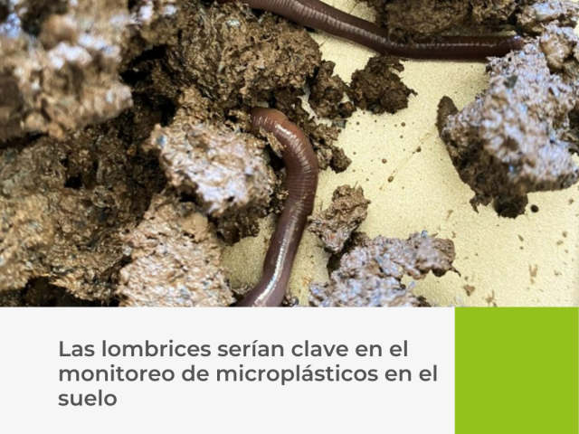 Las lombrices serían clave en el monitoreo de microplásticos en el suelo